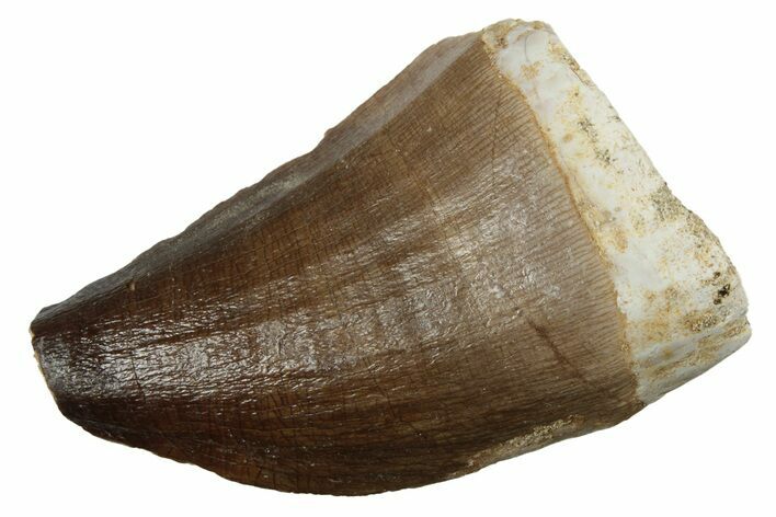 Fossil Mosasaur (Prognathodon) Tooth - Morocco #237144